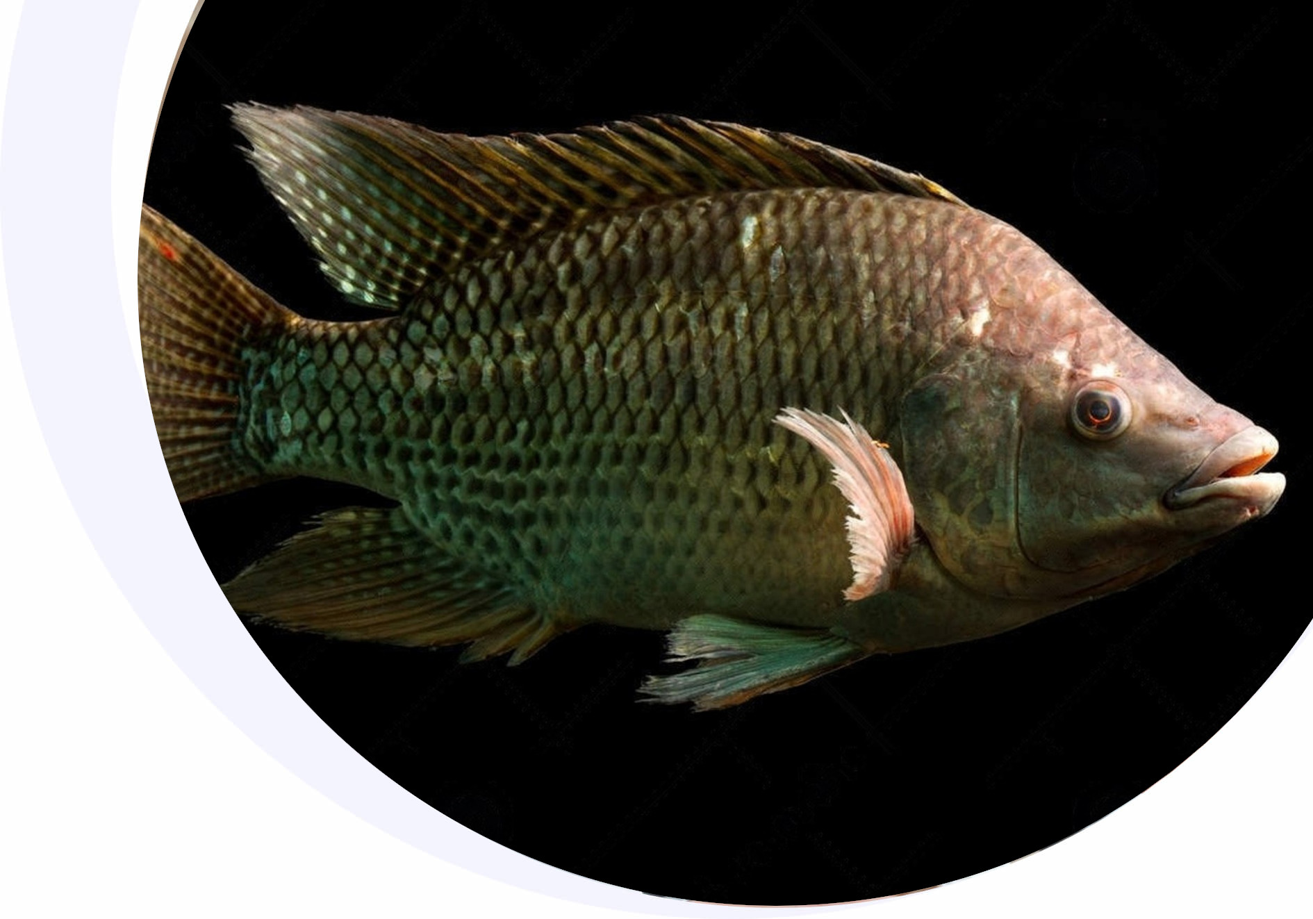 Tilapia